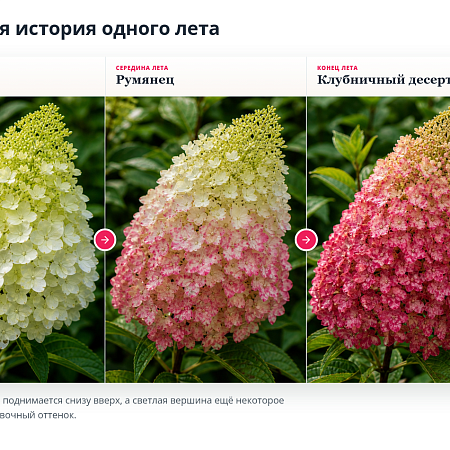 Фото Гортензия метельчатая Ванила фрайз
