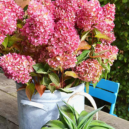 Фото Гортензия метельчатая Редлайт