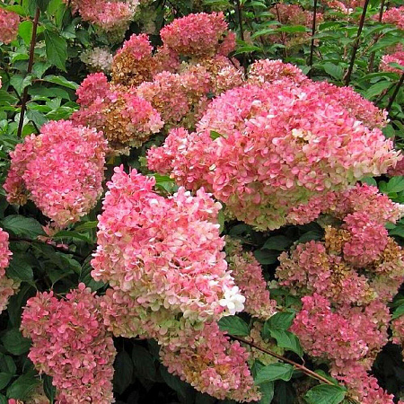 Фото Гортензия метельчатая Тач оф Пинк