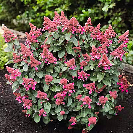 Фото Гортензия метельчатая Инфинити