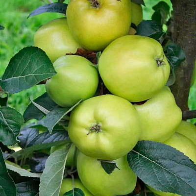 Яблоня кустовая Кроха