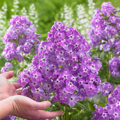 Флокс метельчатый Голиаф
