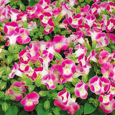 Фото Торения Кауай Розовая