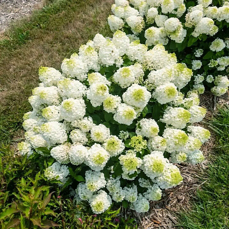 Фото Гортензия метельчатая Литтл Хотти